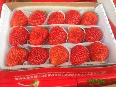 草莓新鲜水果新鲜草莓鲜果1盒装蛋糕装饰酸草莓广东省4盒顺丰包邮